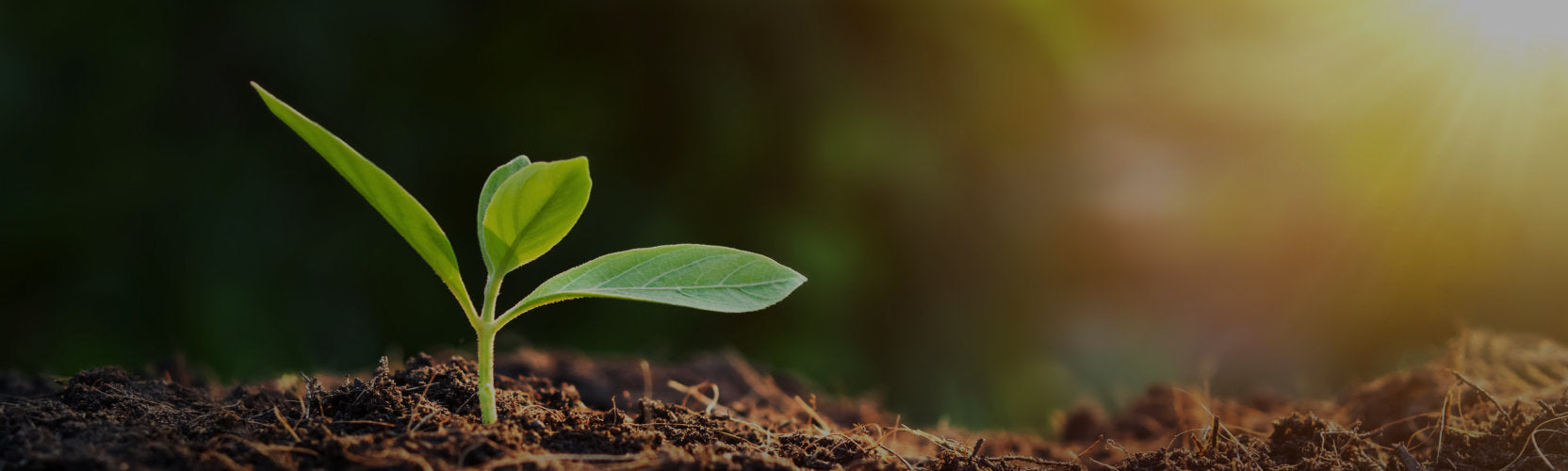 Sustainability Background Banner. New greenery leaf sprouting from dirt with sun shining.